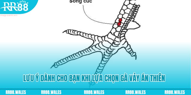 new888 xổ số khánh hòa