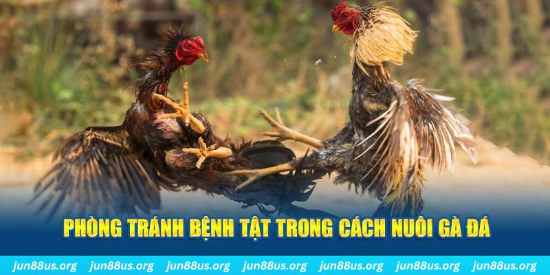 new888 natural” trong baccarat nghĩa là gì？